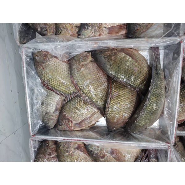 0 Glazing Frozen Tilapia Fish More 0 Glazing Frozen Tilapia Fish More