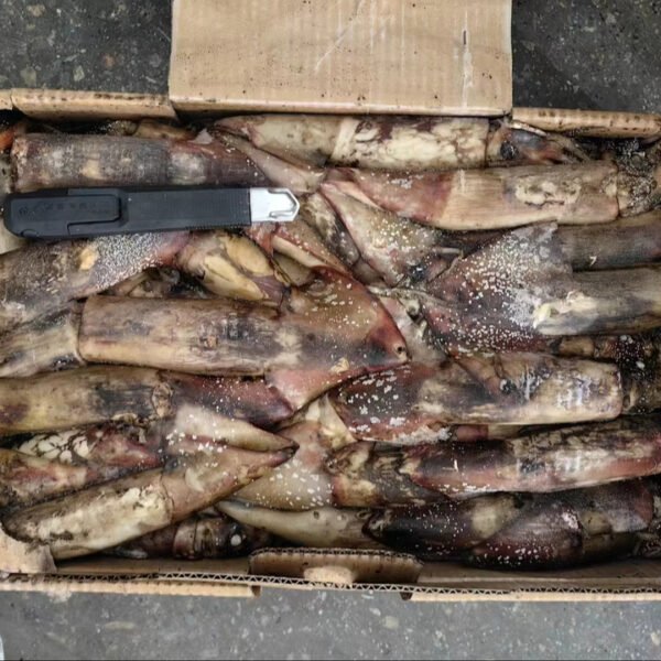 100 300g Frozen Indian Ocean Squid