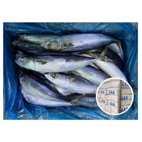 100 NW Premium Quality Frozen Fish 100 NW Premium Quality Frozen Fish