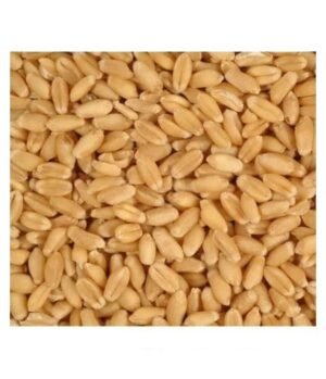 100 Organic Durum Hard Wheat Grains