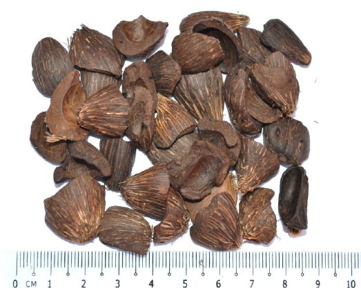 100 Purity Palm Kernel Shell PKS