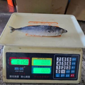 15KG White Carton for Frozen Mackerel