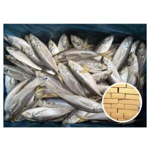 16cm Land Frozen Horse Mackerel Trachurus
