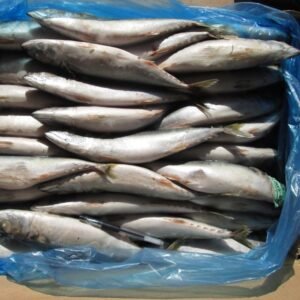 200 300g BQF Frozen mackerel fish