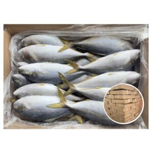 200 300G Fresh China Yellowtail Amberjack