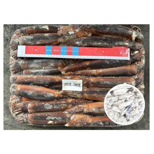 200 300g Illex Squid Todarodes Whole 200 300g Illex Squid Todarodes Whole