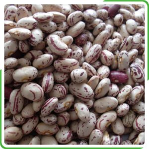 2021 Crop Light Speckled Kidney Beans