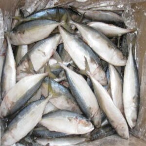 2021 Frozen Mackerel