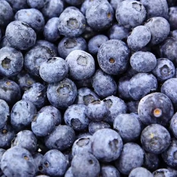 2025 High Quality IQF Fresh Blueberry