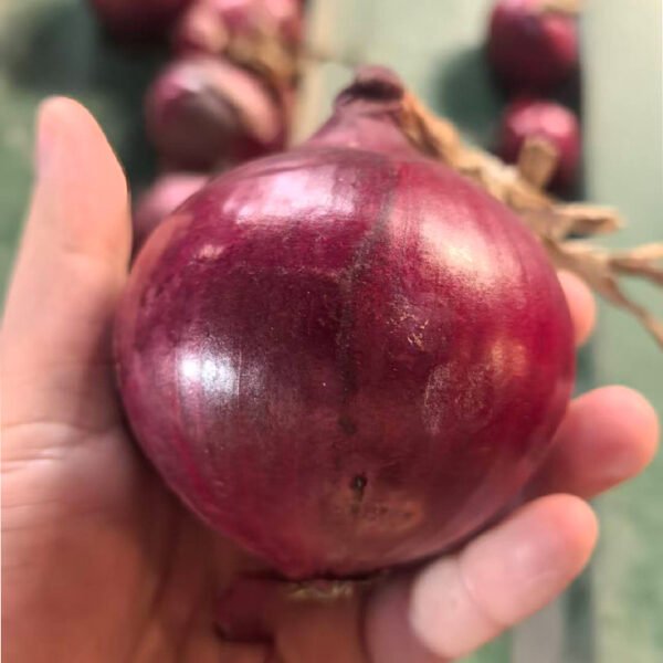 2026 New Crop Fresh Onion Red