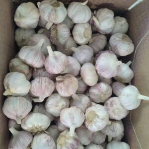 2026Crop CIF Price to Valparaiso Chile