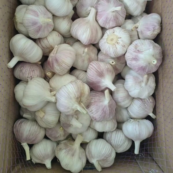 2026Crop Wholesale Chinese China Fresh White