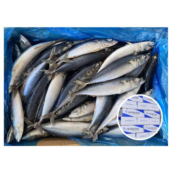 300 500 W R Frozen Mackerel 300 500 W R Frozen Mackerel