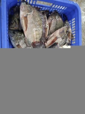 300 500g BQF Frozen Tilapia Fish