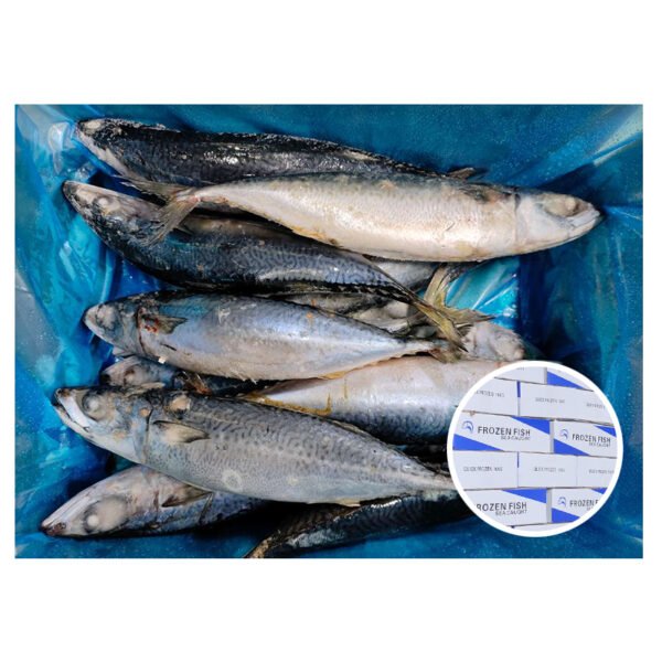 300 500Grams China Origin Seafood Frozen 300 500Grams China Origin Seafood Frozen