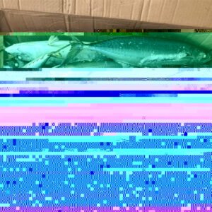 400 600g Good Freshness Frozen Mackerel