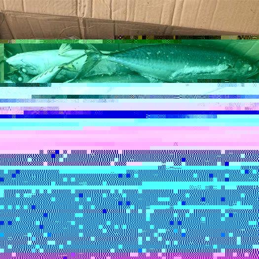 400 600g Good Freshness Frozen Mackerel