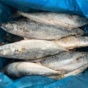 500 700g Sea Frozen Pacific Mackerel