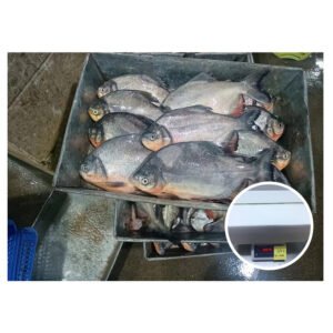 500 800g Frozen Red Pacu