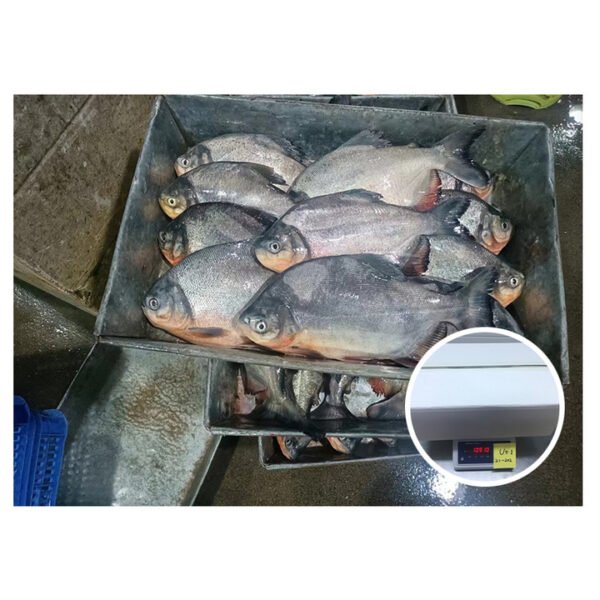500 800g Frozen Red Pacu 500 800g Frozen Red Pacu