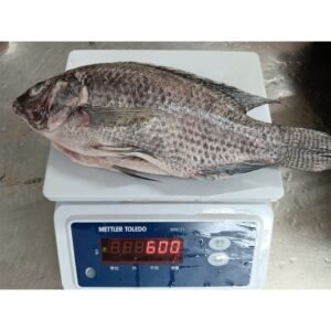 600 800G Frozen Tilapia Fish Exporter