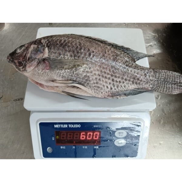 600 800G Frozen Tilapia Fish Exporter