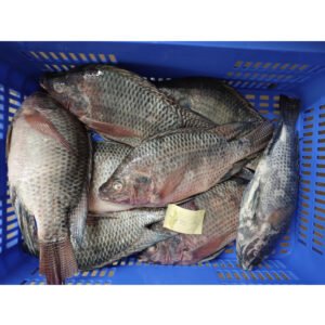 800g Size Frozen Fish Tilapia Whole