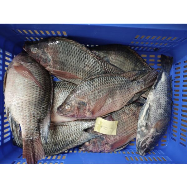 800g Size Frozen Fish Tilapia Whole 800g Size Frozen Fish Tilapia Whole