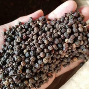 Superior Quality New Season Dried Black