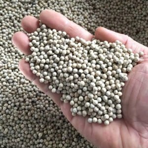 Top Grade Whole White Pepper