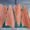Frozen Chum Salmon Fillet Wholesale