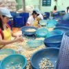 Organic Roasted Cashew Nuts W320 W240