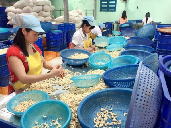 Organic Roasted Cashew Nuts W320 W240