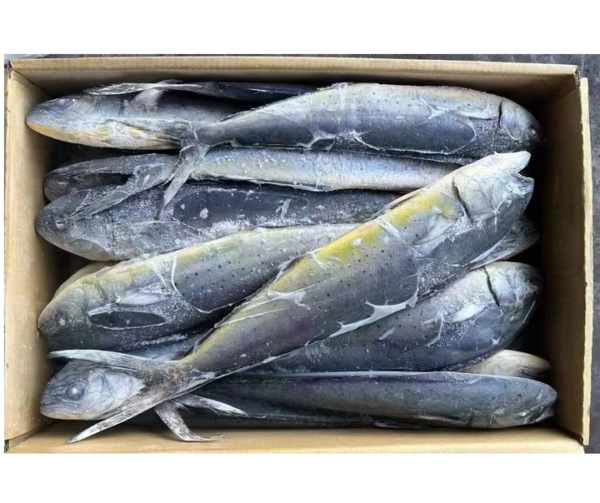 A Grade Frozen Mahi Fish Bulk