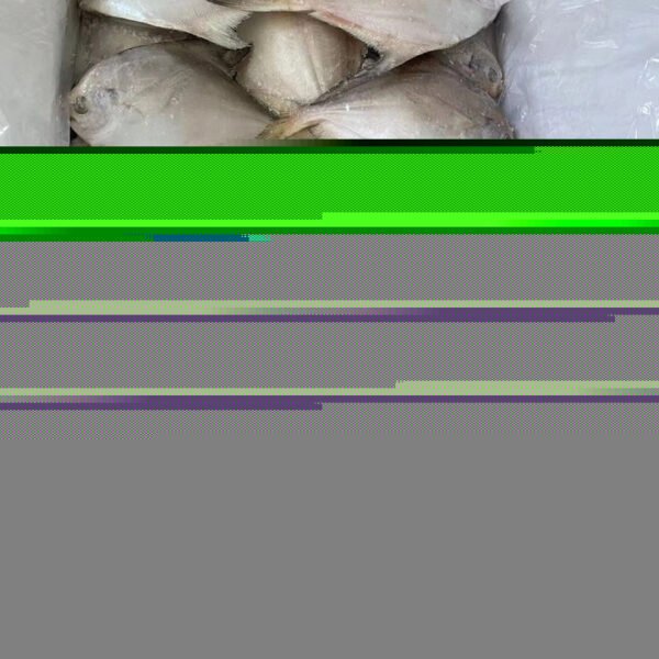 A Grade Sardinella Fish BQF Frozen