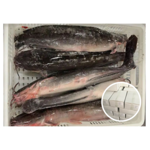 African Catfish Supplier Farming Frozen Food