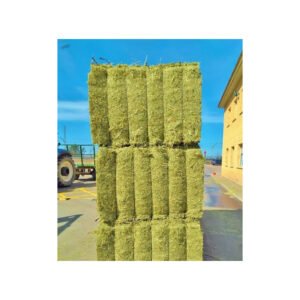 Alfalfa hay accessible in substantial quantity