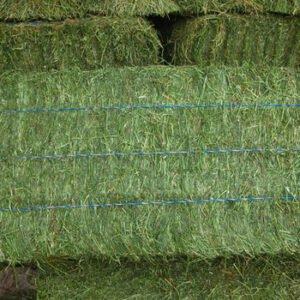 Alfalfa Hay Top Grade Bale Packaging