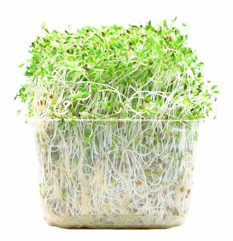 Alfalfa Sprouts 125g Alfalfa Sprouts 125g — premium quality