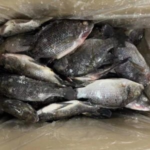 All Size Black Tilapia Whole Round