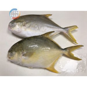 All Sizes Specifications Frozen Golden Pompano