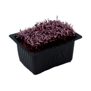 Amaranth Cress — premium quality