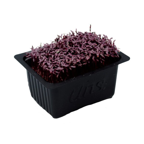 Amaranth Cress — premium quality
