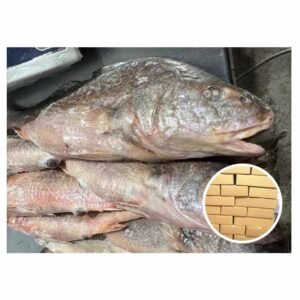 Argentina Origin Maw Fish 1000g Whole