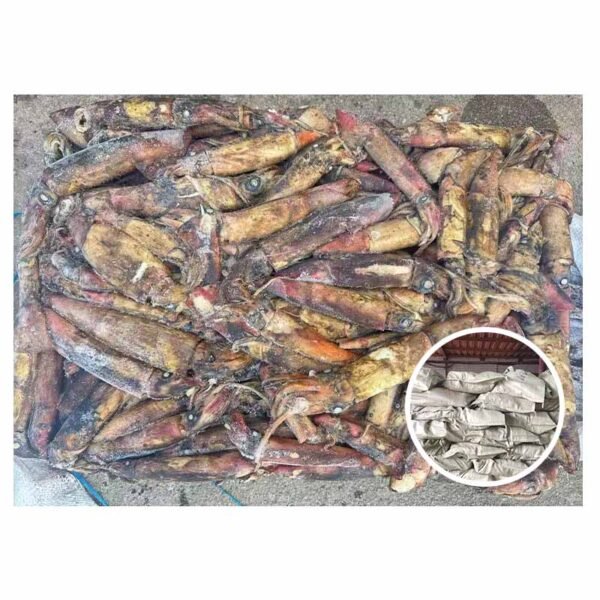 Attractive Price Calamari Squid Landfrozen Loligo