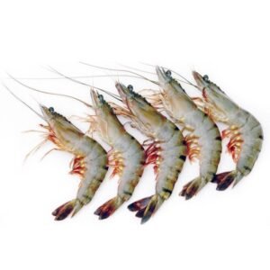 Australian Prawn
