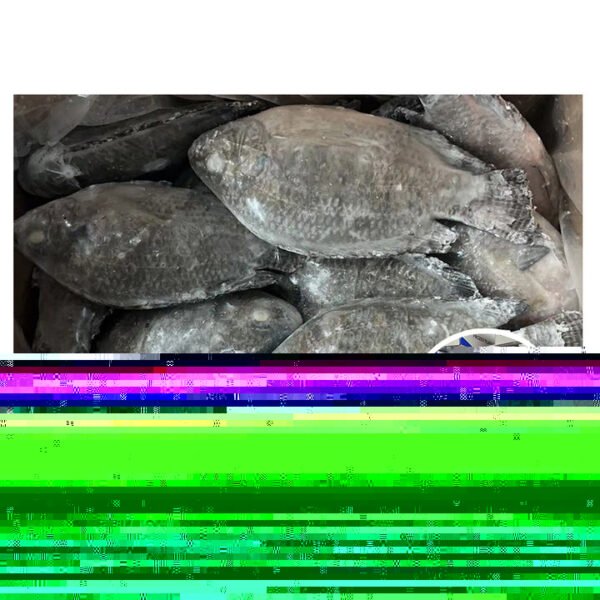 AUXIS THAZARD SEA FISH FROZEN WHOLE AUXIS THAZARD SEA FISH FROZEN WHOLE