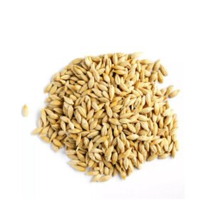 Barley Grain Barley Malt Grain Hulled