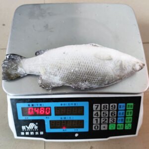 Barramundi Fish Frozen Barramundi Fish 400