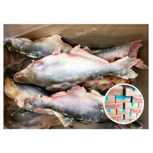 Basa Fish Whole Pangasius for Abidjan